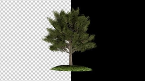 3D Tree Animation 4K Alpha Channel V3
