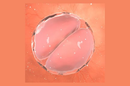 Visualização: Clivagem precoce: embrião de duas células