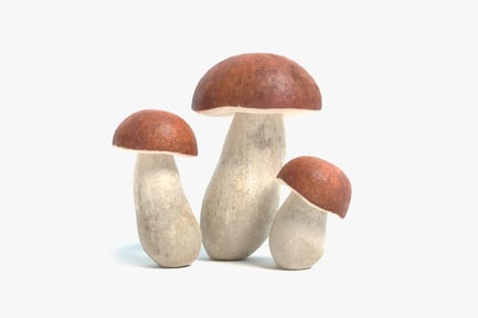 Preview: Boletus Edulis: Three Porcini Mushrooms