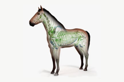 Visualização: Anatomia equina: pele de cavalo, esqueleto e sistema linfático