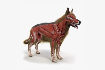 Visualização: Pastor alemão: pele, esqueleto, anatomia muscular