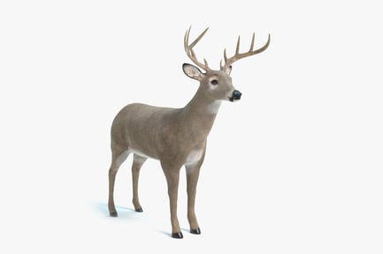 Alert White-Tailed Deer Buck with Antlers