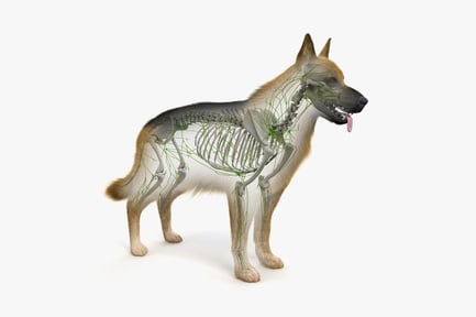 Visualização: Anatomia do pastor alemão: pele, esqueleto e sistema linfático