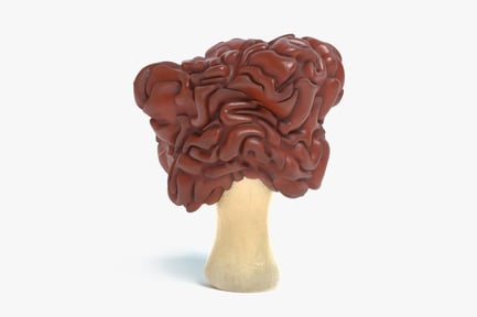 Gyromitra Esculenta: Deceptive Morel