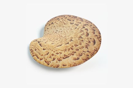 Preview: Detailed Pheasant Back Mushroom - Cerioporus squamosus