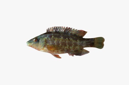 Preview: Lateral view of a cichlid