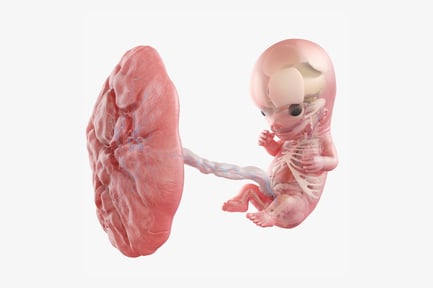 Preview: Week 9 Fetus Anatomy with Placenta