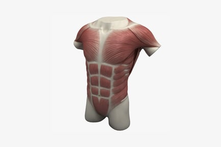 Lateral view of muscled mannequin torso